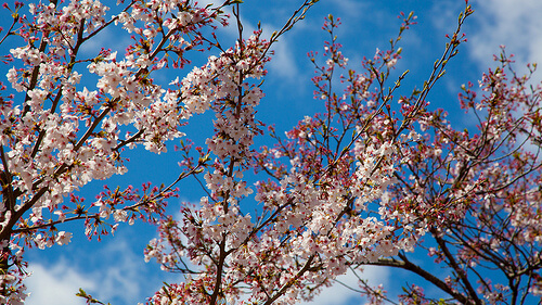 Sakura | © camknows via Flickr